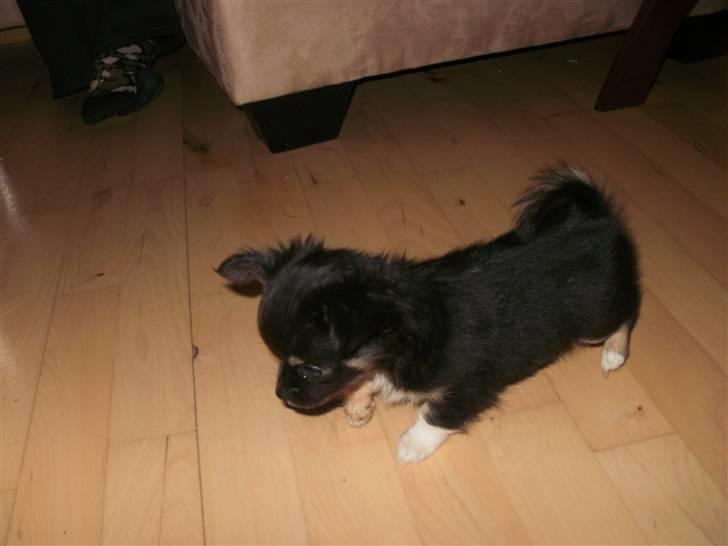 Chihuahua Hektor von Hjelmeborn billede 3