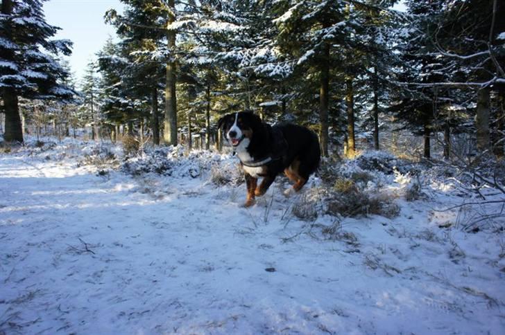 Berner sennenhund Wilma billede 8