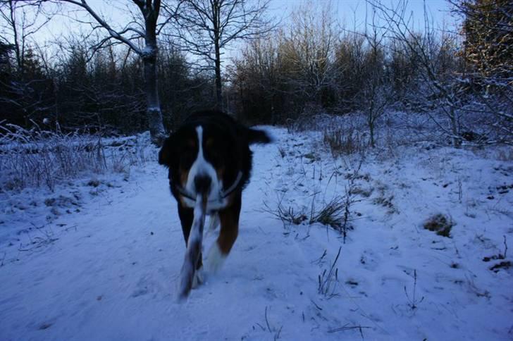 Berner sennenhund Wilma billede 9