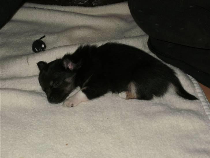 Chihuahua Hektor von Hjelmeborn billede 4