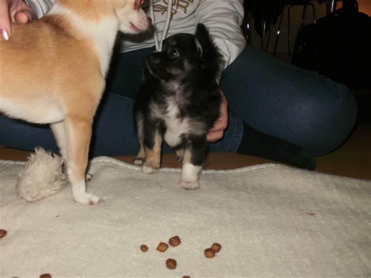 Chihuahua Hektor von Hjelmeborn - Okay storebror jeg spiser dem ikke  billede 5