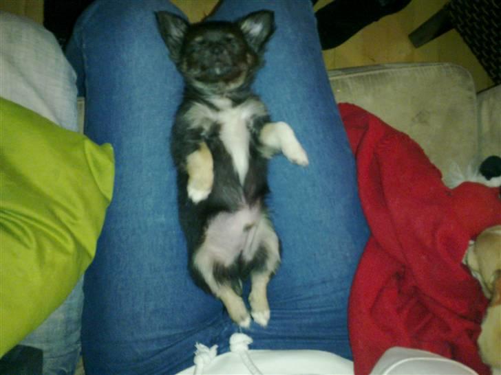 Chihuahua Hektor von Hjelmeborn billede 6