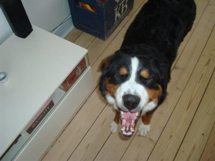 Berner sennenhund Wilma billede 10