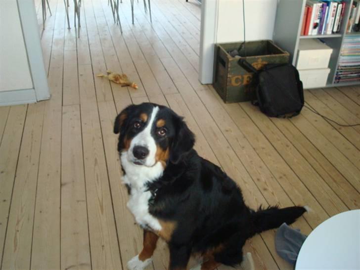 Berner sennenhund Wilma billede 11