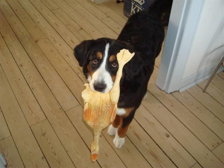 Berner sennenhund Wilma billede 12