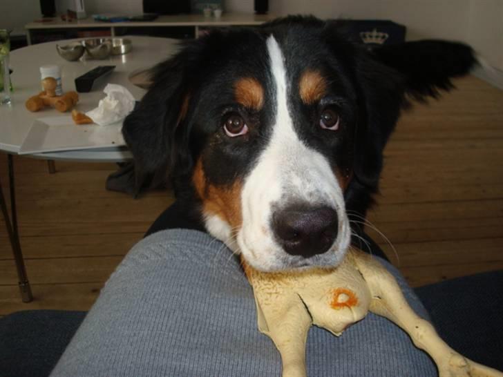 Berner sennenhund Wilma billede 13