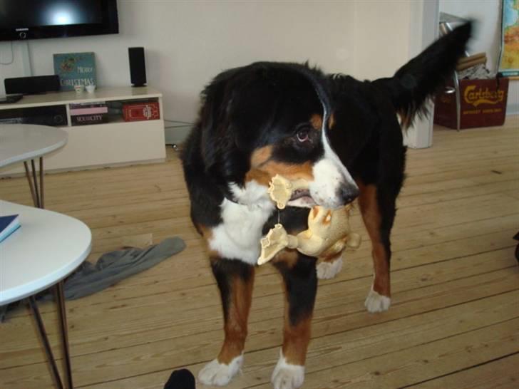 Berner sennenhund Wilma billede 14