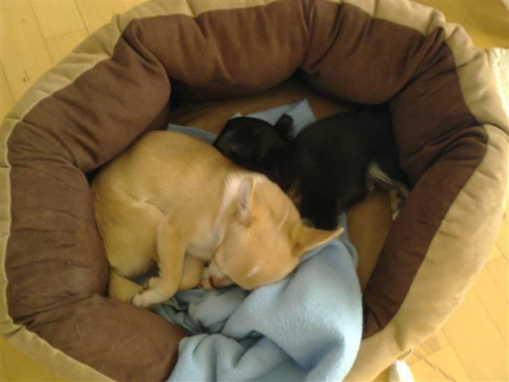 Chihuahua Hektor von Hjelmeborn - Min storebror og mig billede 7