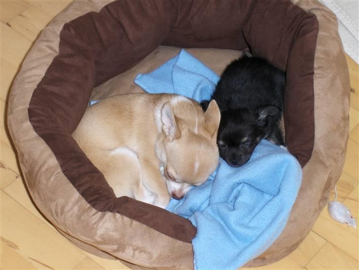 Chihuahua Gizmo - Min lillebror og mig billede 17