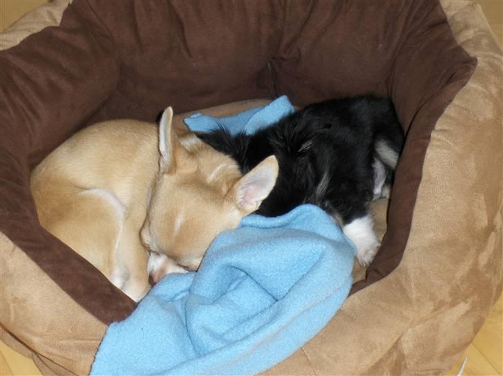 Chihuahua Gizmo - Min lillebror og mig billede 18