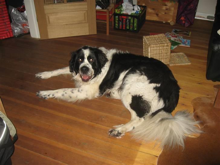 Blanding af racer Magnus - juleaften 2010 billede 10