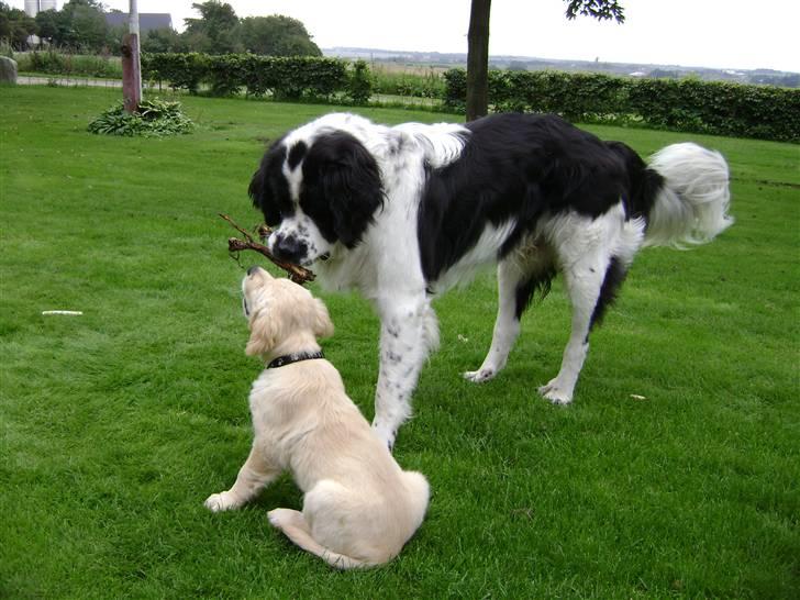 Blanding af racer Magnus - Cocio (som hvalp) og magnus billede 11