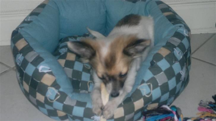 Chihuahua GISMO billede 1