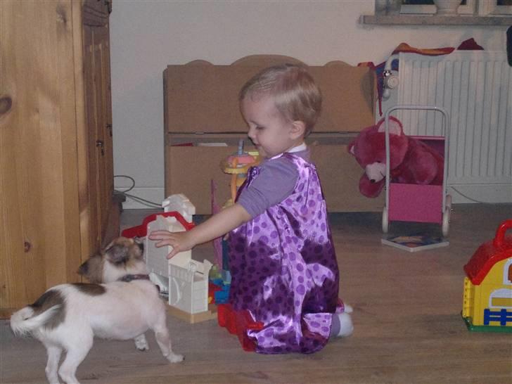 Chihuahua GISMO billede 2