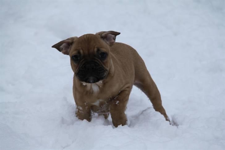 Fransk bulldog Bailey billede 1