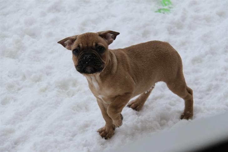 Fransk bulldog Bailey billede 2