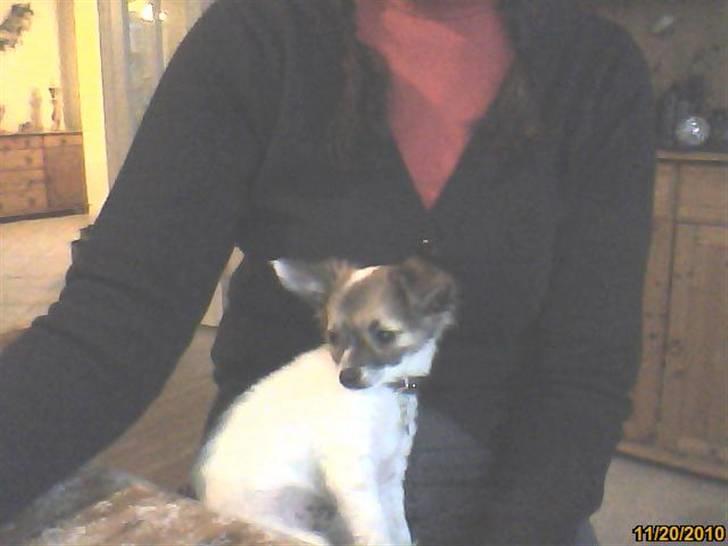 Chihuahua GISMO billede 3