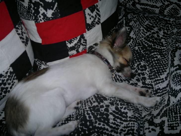 Chihuahua GISMO billede 4