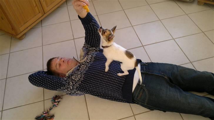 Chihuahua GISMO billede 5