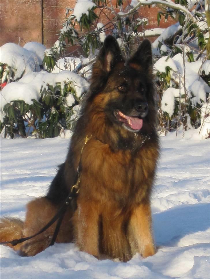 Schæferhund Slottes Sasja billede 14