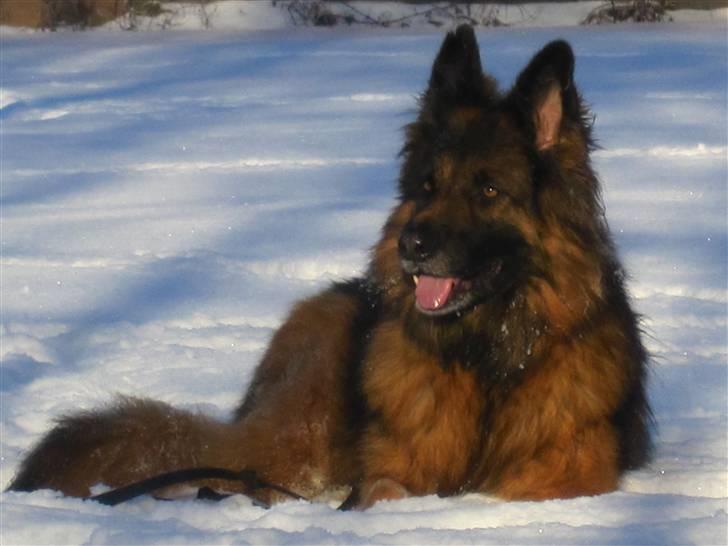 Schæferhund Slottes Sasja - sasja vinter 2010 billede 15