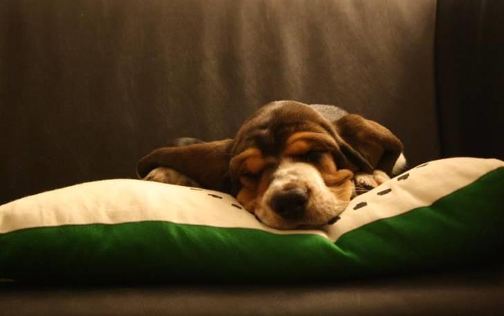 Basset hound Vito - ....så tog man sig da lige en lur mere. billede 4