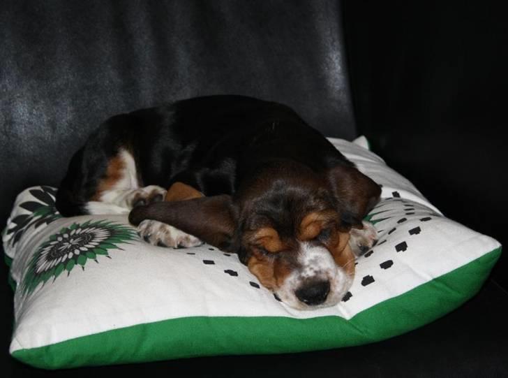 Basset hound Vito - zzzZZZzzZ billede 5