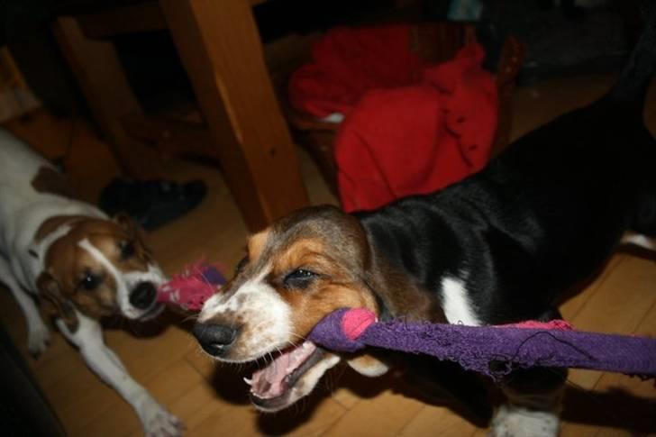 Basset hound Vito - Yndlingslegen: sokketrækning med Anton billede 6