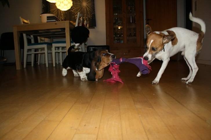 Basset hound Vito - Anton er nok lidt utilfreds med at Vito faktisk allerede er næsten ligeså stærk som ham. billede 7