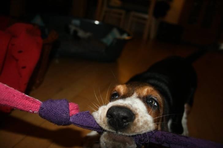 Basset hound Vito - Haps billede 8