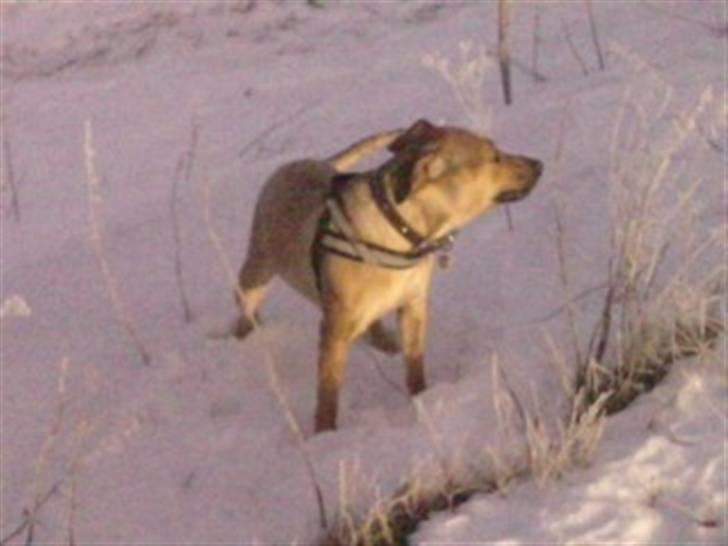 Blanding af racer Kahloua - 31/12/10 billede 11