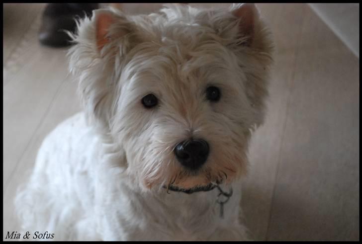 West highland white terrier Sofus <*soulmate*> billede 3