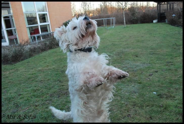 West highland white terrier Sofus <*soulmate*> billede 4