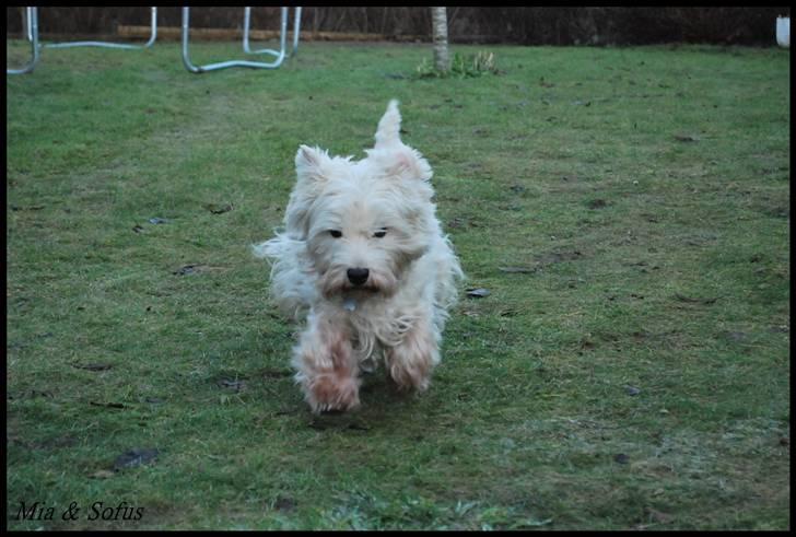 West highland white terrier Sofus <*soulmate*> billede 5