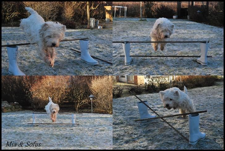 West highland white terrier Sofus <*soulmate*> - Her springer han 26 hvor han ikke lige er i form ;-) om sommeren springer han højere end sig selv :O Men der springer vi også mere end her om vinteren ;-) billede 6