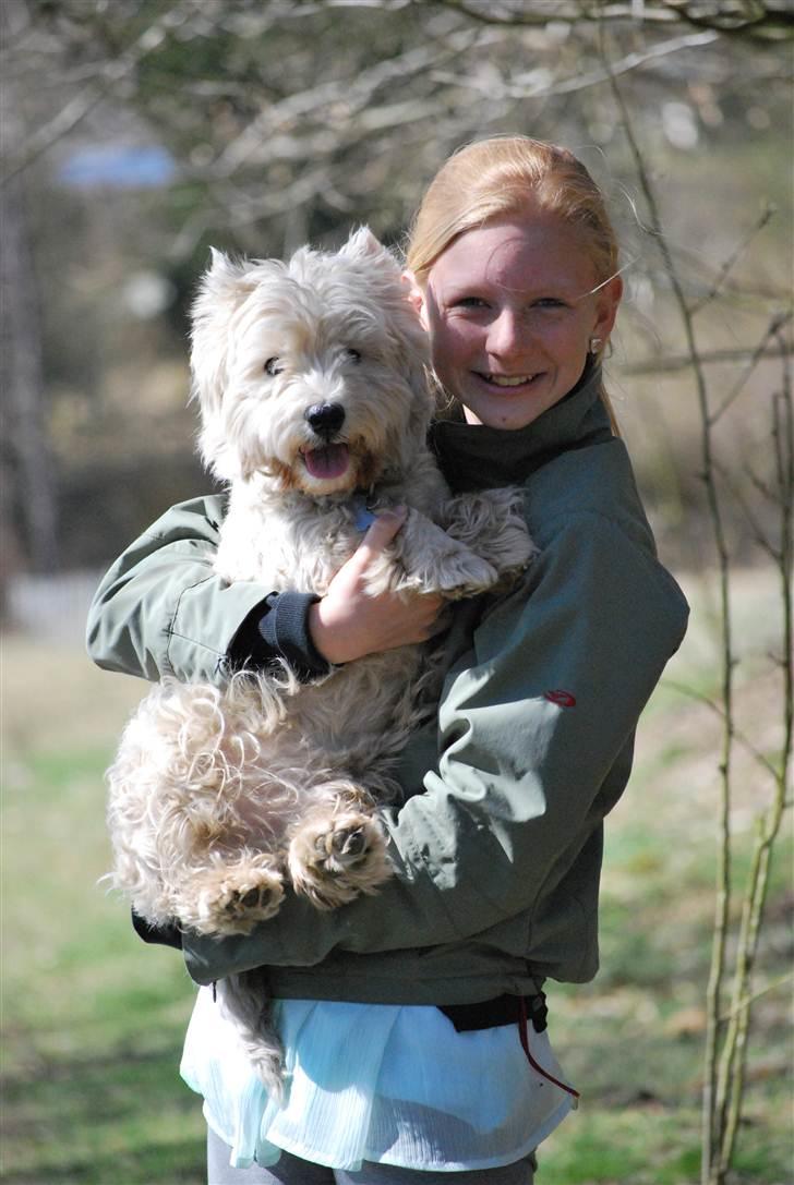 West highland white terrier Sofus <*soulmate*> billede 7