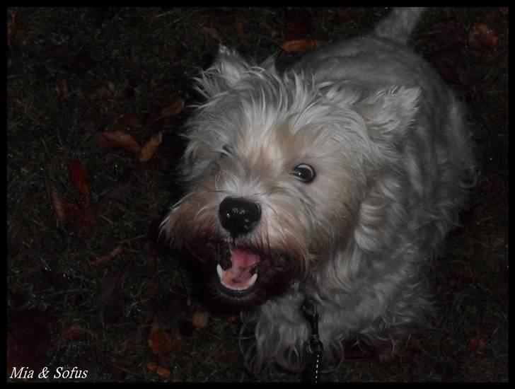 West highland white terrier Sofus <*soulmate*> - Sofus fanger en godbid - man kan lige se dem  i hans mund :-D billede 8