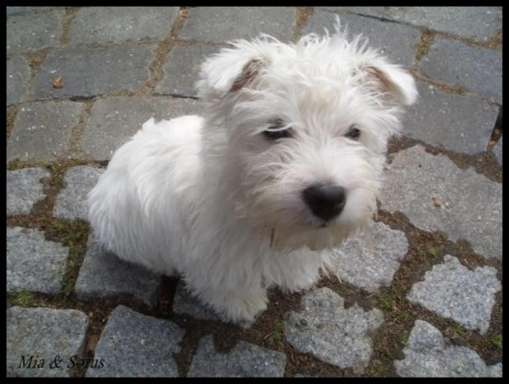 West highland white terrier Sofus <*soulmate*> - Lige da sofus var kommet hjem til os :-D billede 9