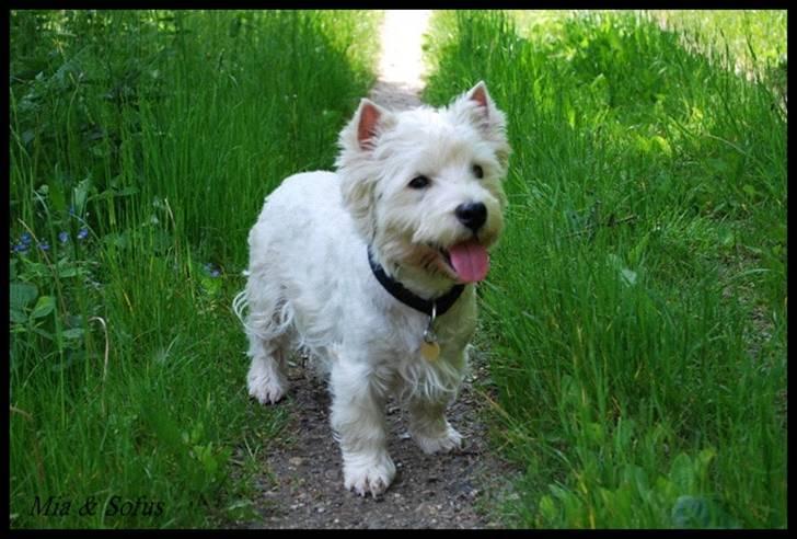 West highland white terrier Sofus <*soulmate*> billede 10