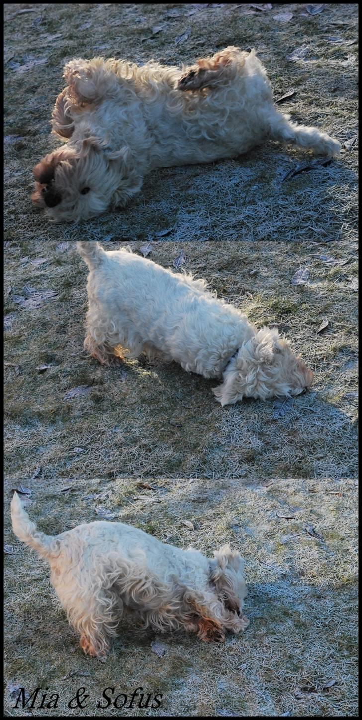 West highland white terrier Sofus <*soulmate*> billede 11
