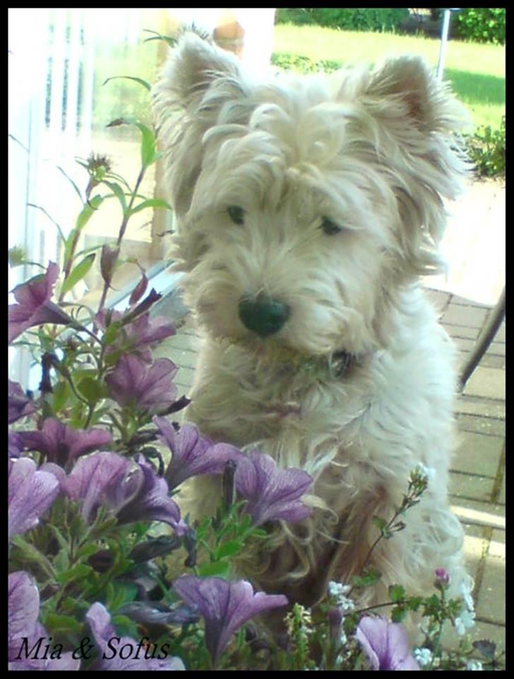 West highland white terrier Sofus <*soulmate*> billede 12