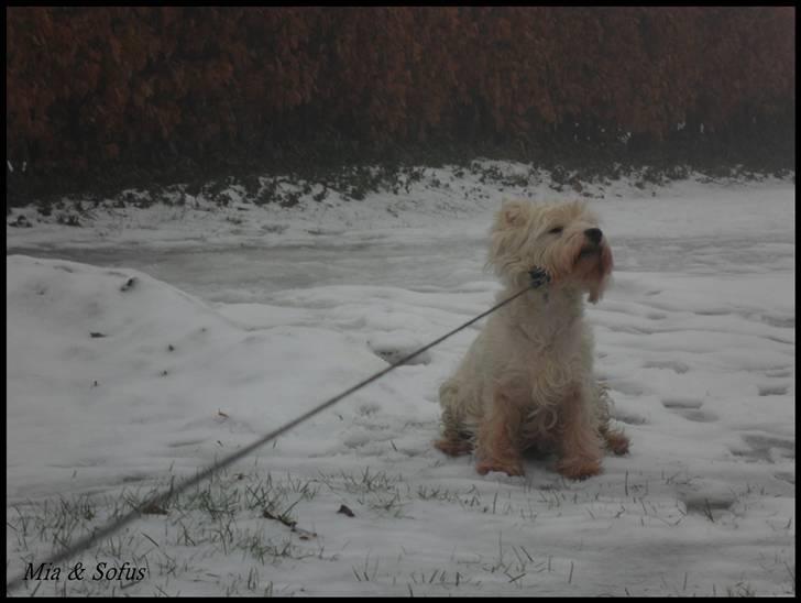 West highland white terrier Sofus <*soulmate*> billede 13