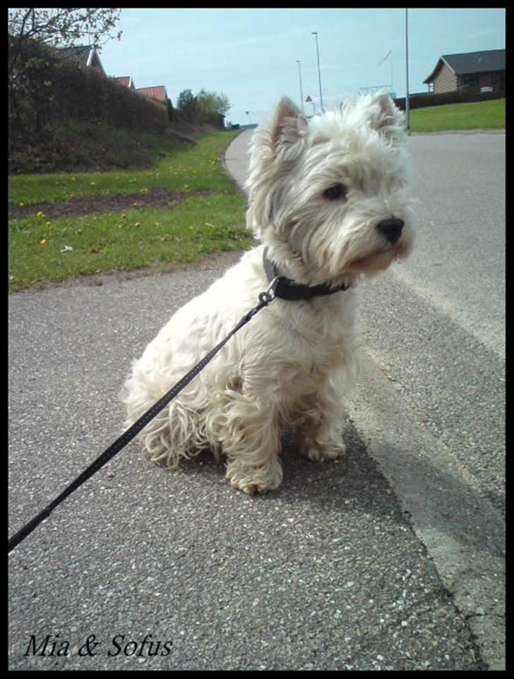 West highland white terrier Sofus <*soulmate*> billede 14