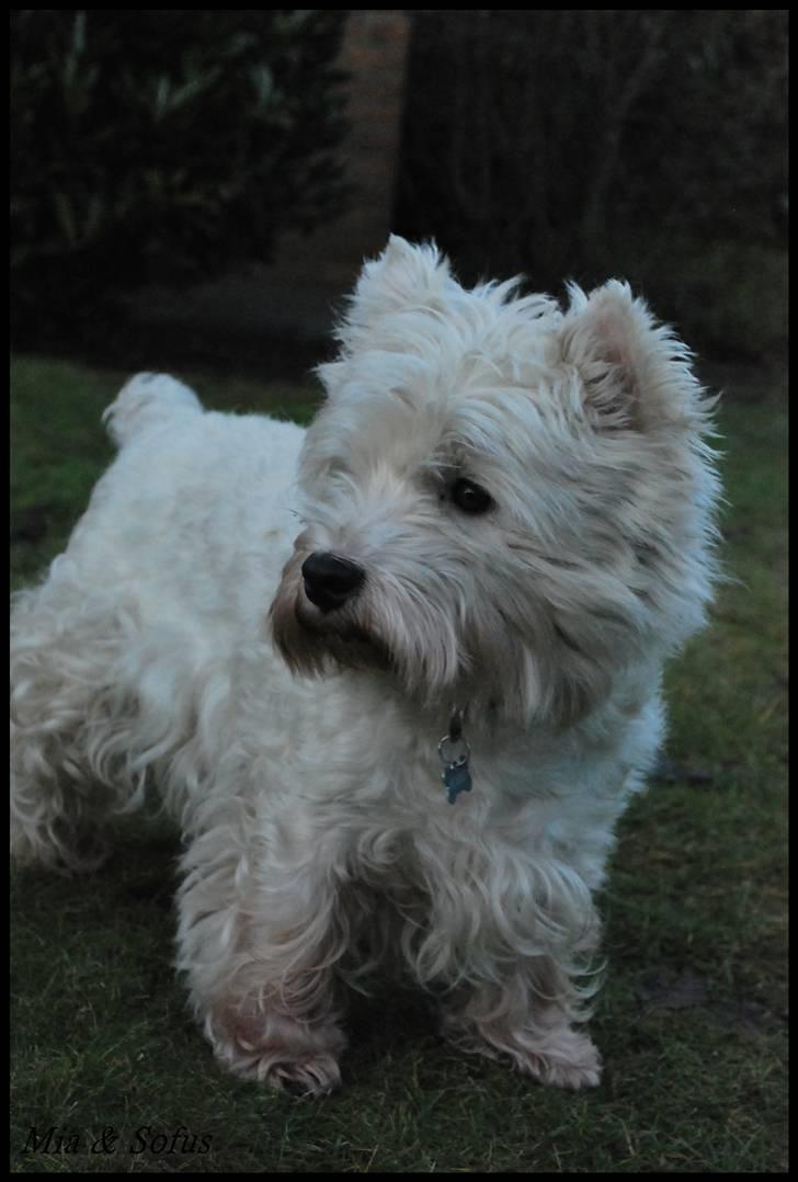 West highland white terrier Sofus <*soulmate*> billede 15