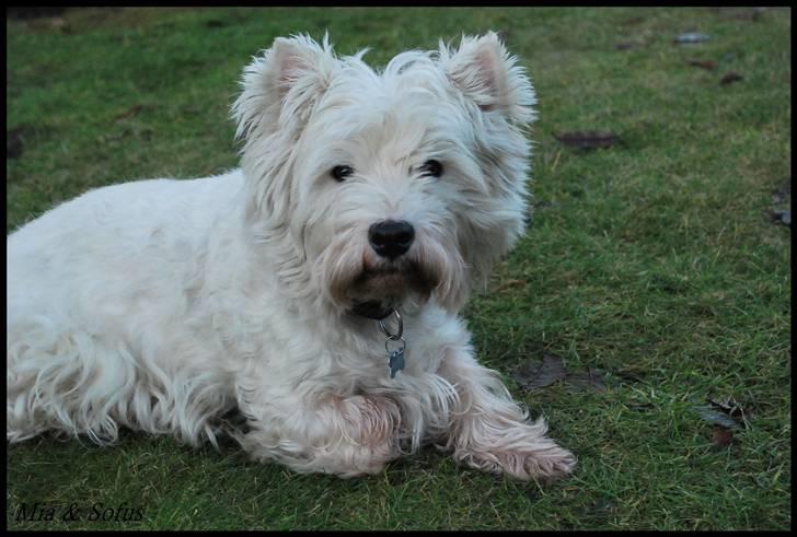 West highland white terrier Sofus <*soulmate*> billede 16