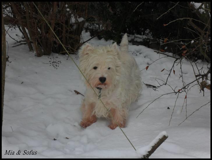 West highland white terrier Sofus <*soulmate*> billede 17