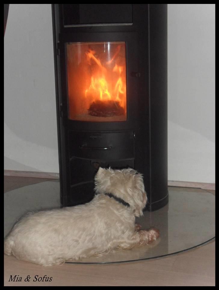 West highland white terrier Sofus <*soulmate*> billede 18