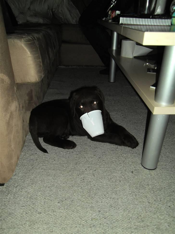 Labrador retriever Tyson - Det bedste legetøj er det jeg ikke må lege med billede 5