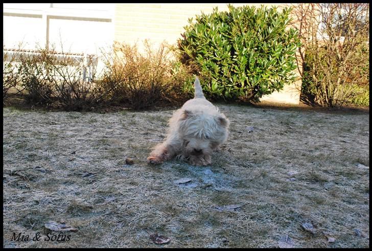West highland white terrier Sofus <*soulmate*> - Sofus leger med en god bid :-D billede 2