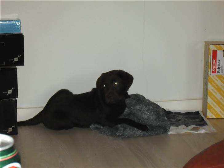 Labrador retriever Tyson - Uh jeg elsker mit nye tæppe billede 6